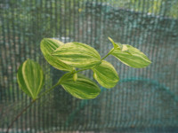 /album/fotogalerie-nabidka/polygonatum-involucratum-shiro-shima-fu-jpg/